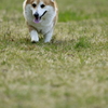 春散歩