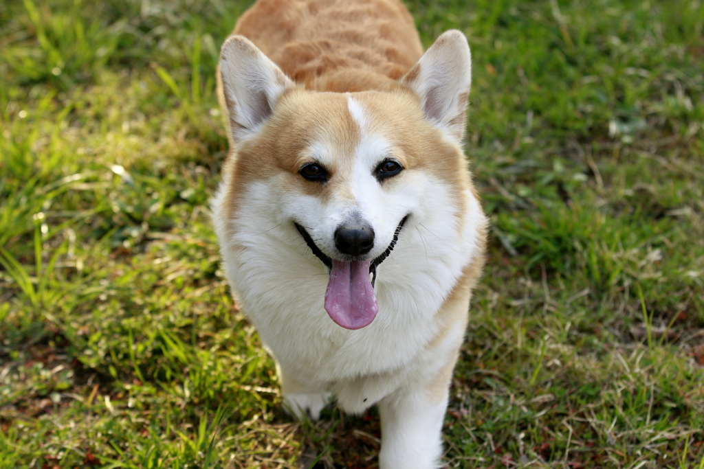 春散歩