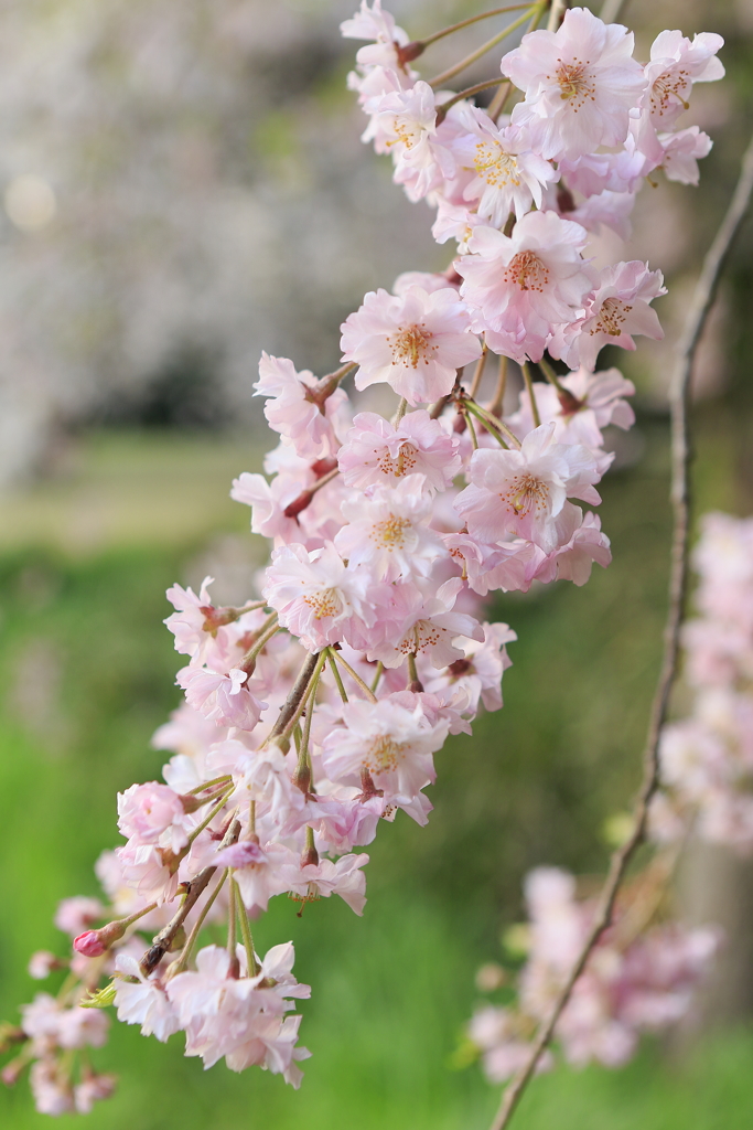 枝垂れ桜