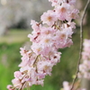 枝垂れ桜
