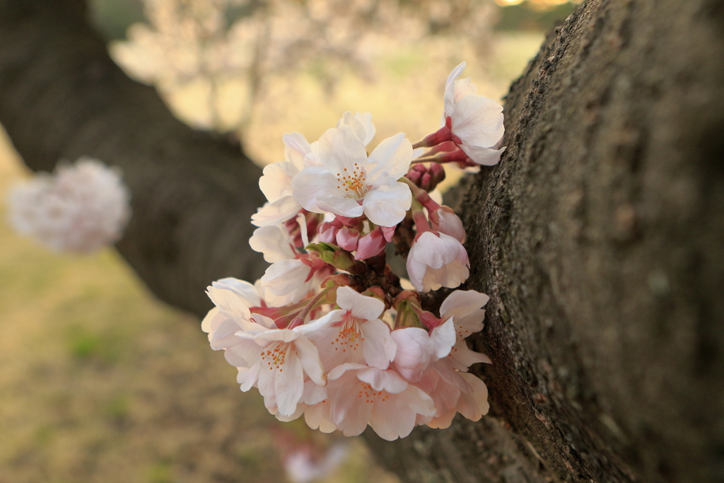 胴吹き桜