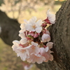 胴吹き桜