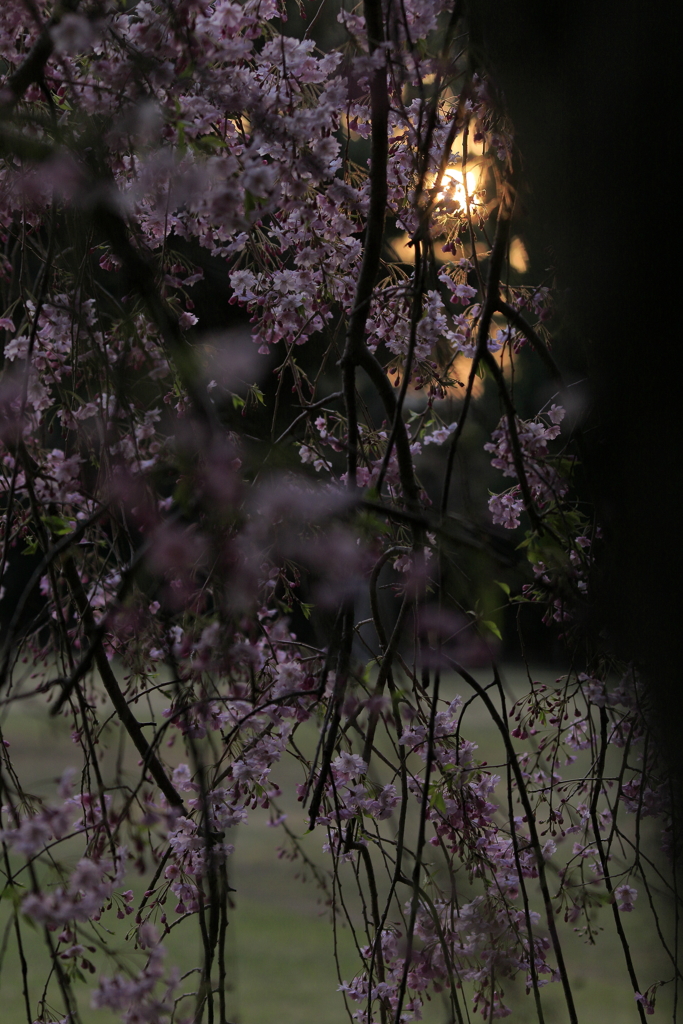枝垂れ桜