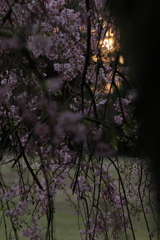 枝垂れ桜