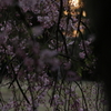 枝垂れ桜