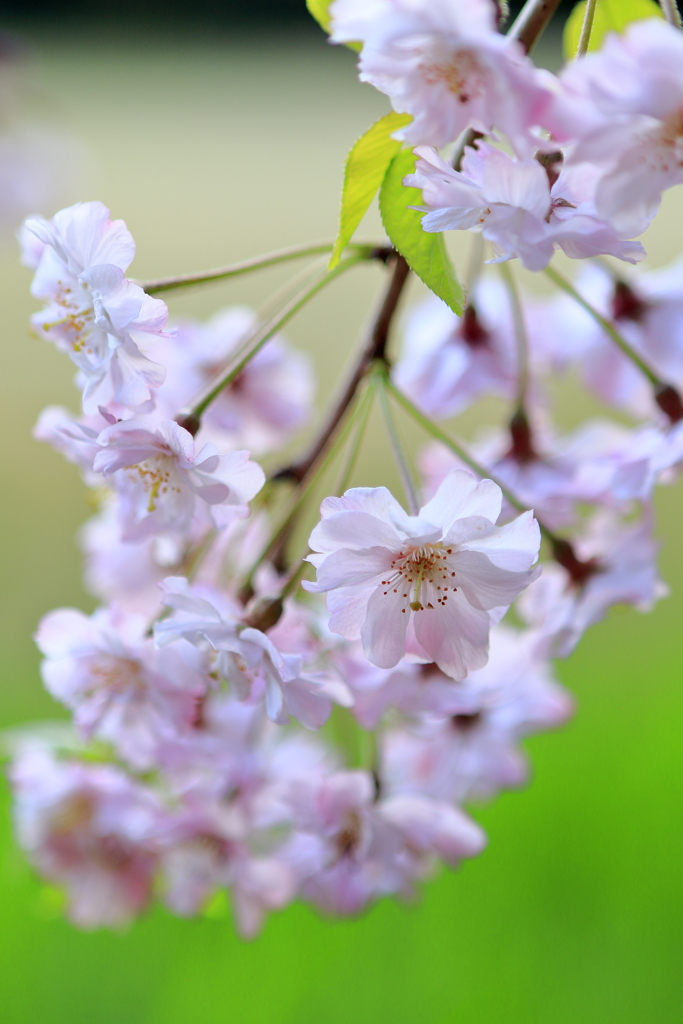 枝垂れ桜