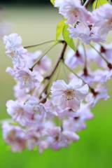 枝垂れ桜