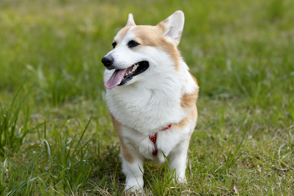 春散歩