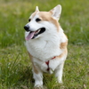 春散歩