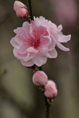 ももの花？