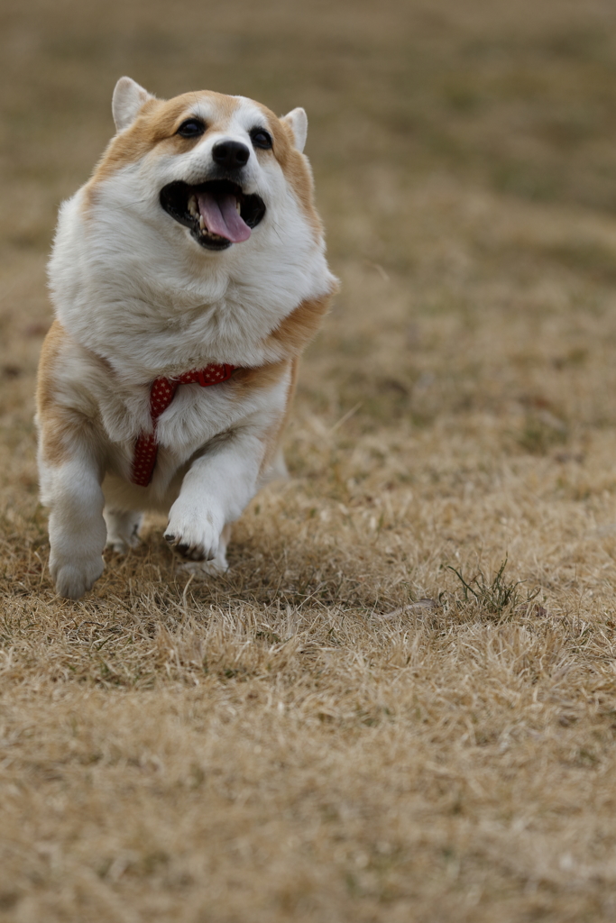 春馬走る