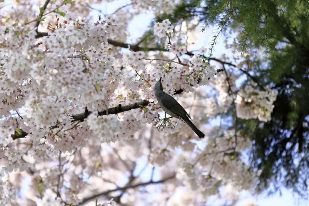 花より団子？