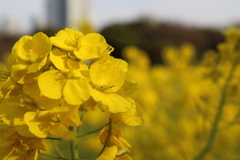 菜の花畑