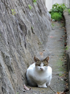 北野異人館付近