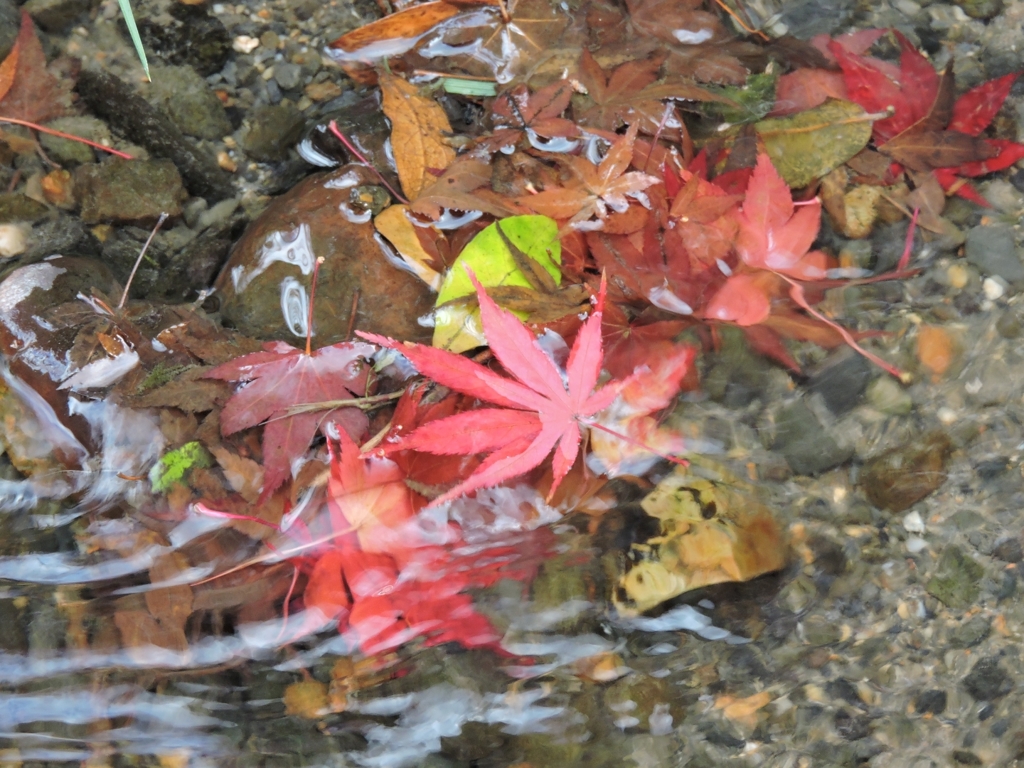 京都 もみじ