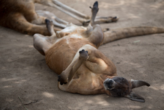 熟睡中のカンガルー