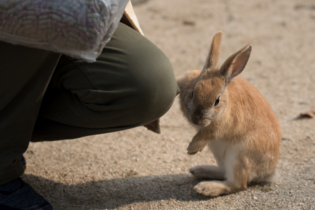 大久野島のウサギです。こんにちは。