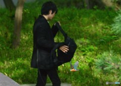通行人とカワセミ①