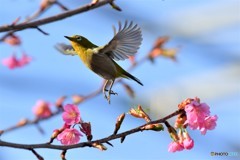 翼全開①