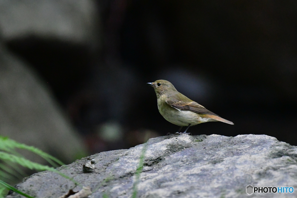 キビタキ♀