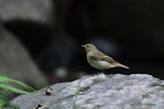 キビタキ♀