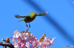 翼全開③