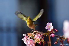 翼全開②