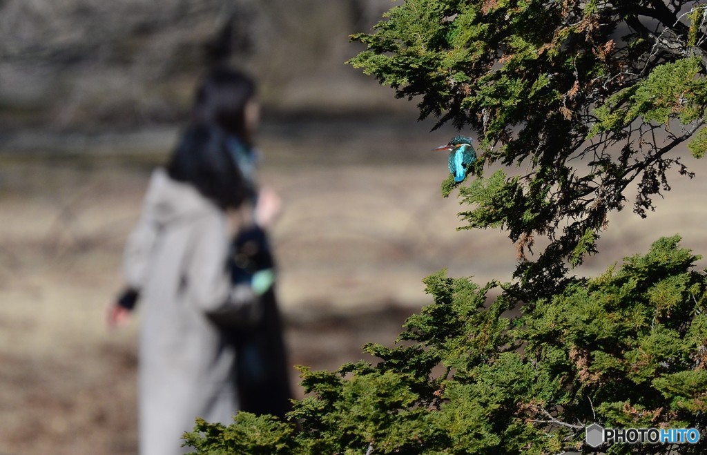 通行人とカワセミ②
