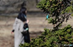 通行人とカワセミ②