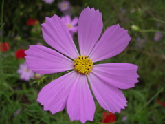 秋桜