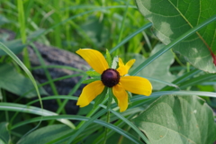 湖畔に咲く花