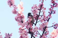鳴かぬなら・・・