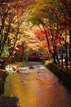 小國神社の紅葉