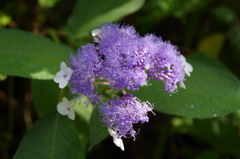 晩秋の秋色紫陽花