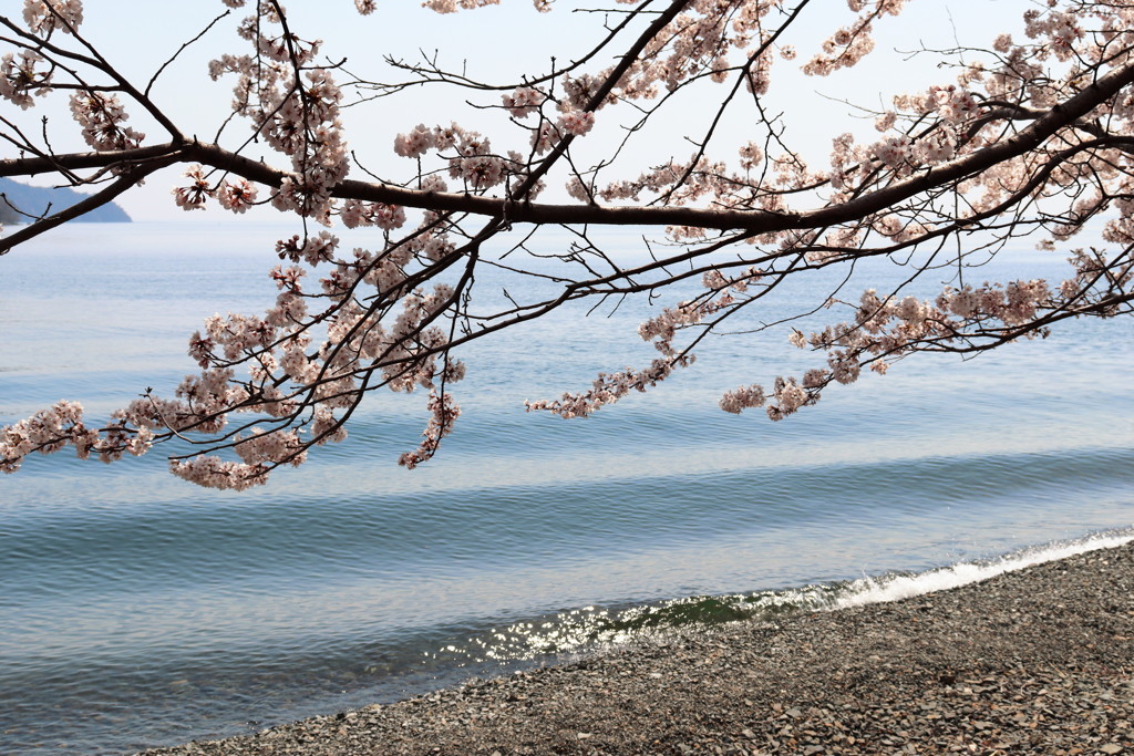 さくら2022_奥琵琶湖_菅浦