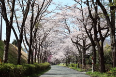 さくら2022_高島の春