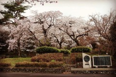 皇子が丘公園の桜