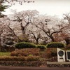 皇子が丘公園の桜