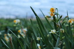 ＃越前水仙街道2022