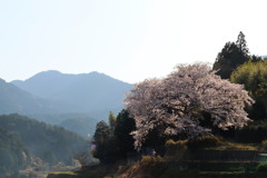 さくら2022_仰木の一本桜