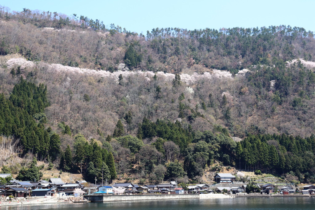 さくら2022_奥琵琶湖_菅浦