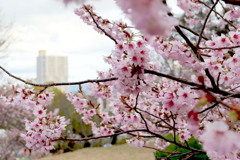 皇子が丘の早咲桜