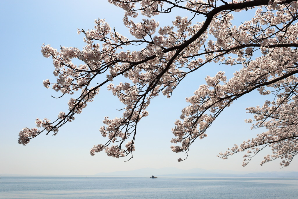 さくら2022_奥琵琶湖_菅浦