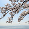 さくら2022_奥琵琶湖_菅浦