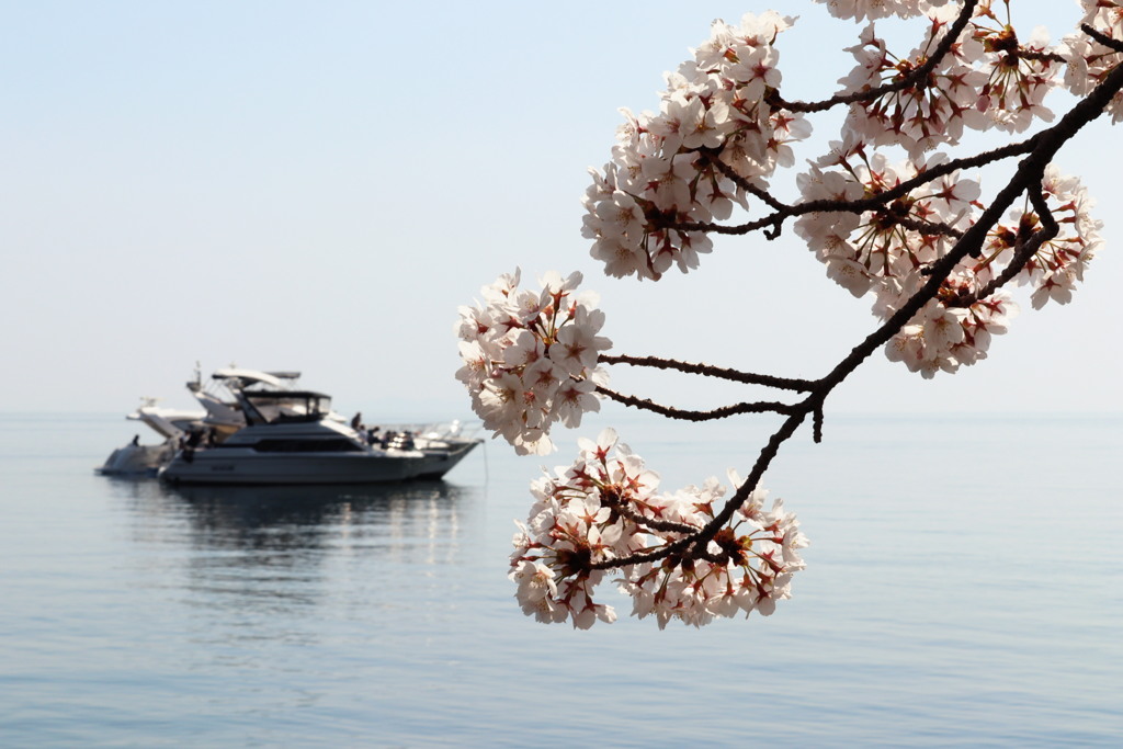 さくら2022_奥琵琶湖_菅浦
