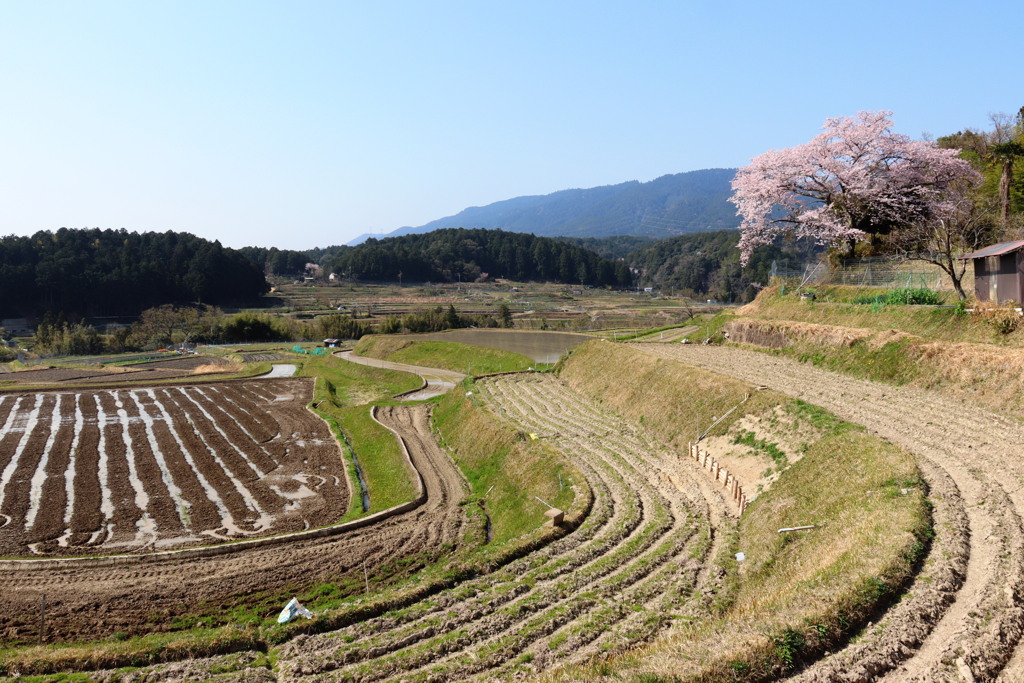 さくら2022_仰木の一本桜