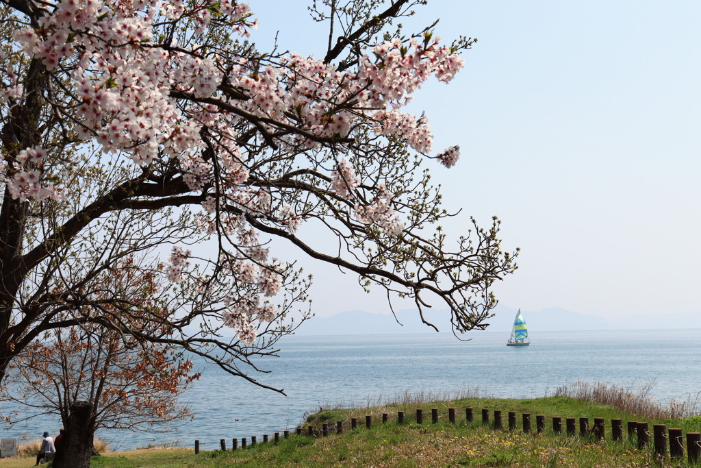 さくら2022_高島の春