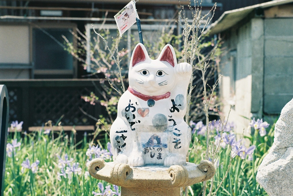 福岡 相島 猫島