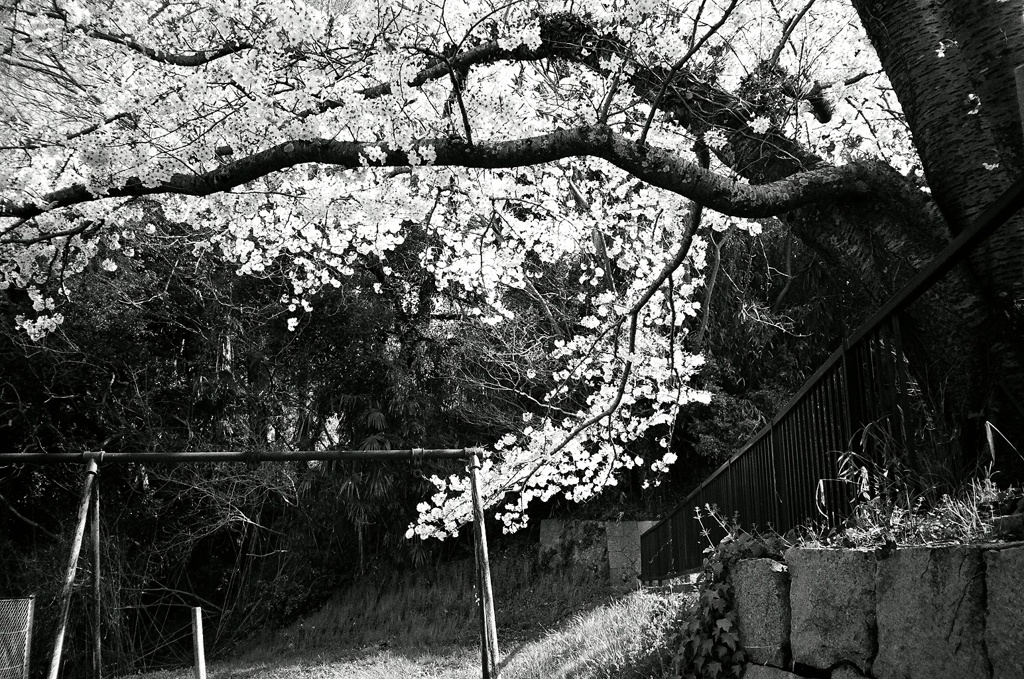白黒　桜
