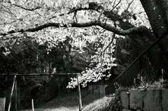 白黒　桜
